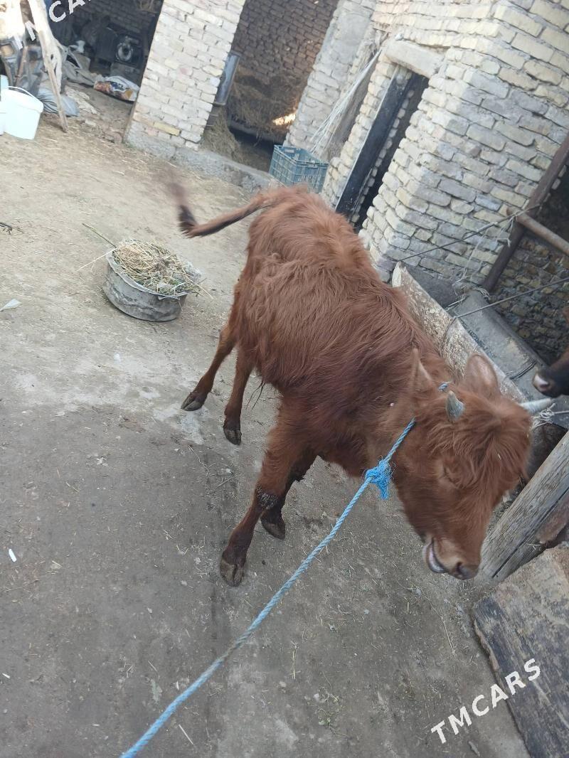 Okuzce - Çärjew - img 1