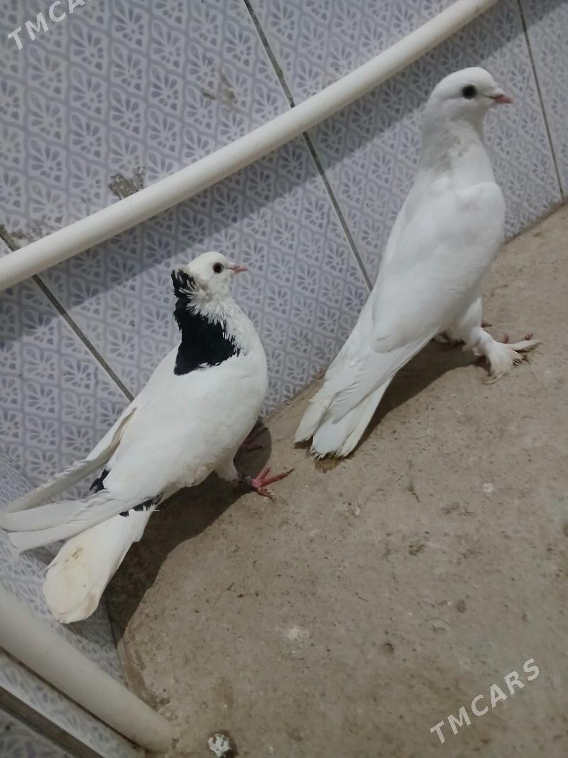 kepderi - Gyzylarbat - img 1