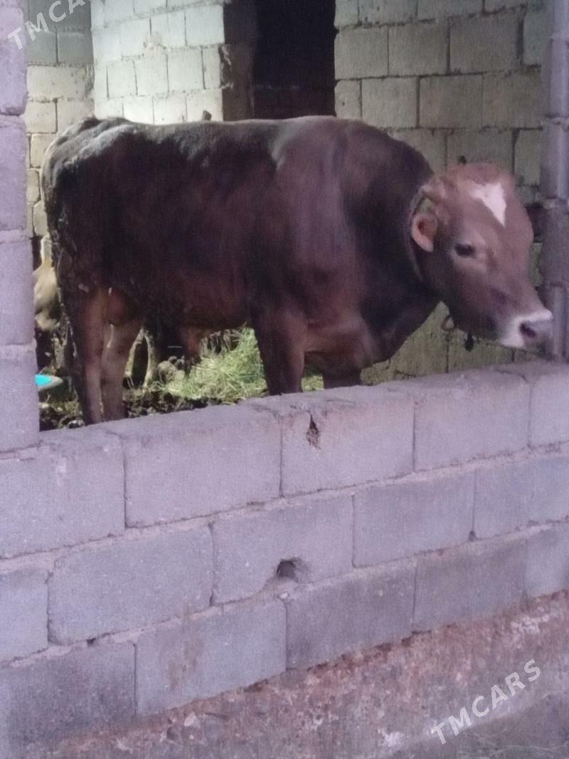 okuz - Гёкдепе - img 1