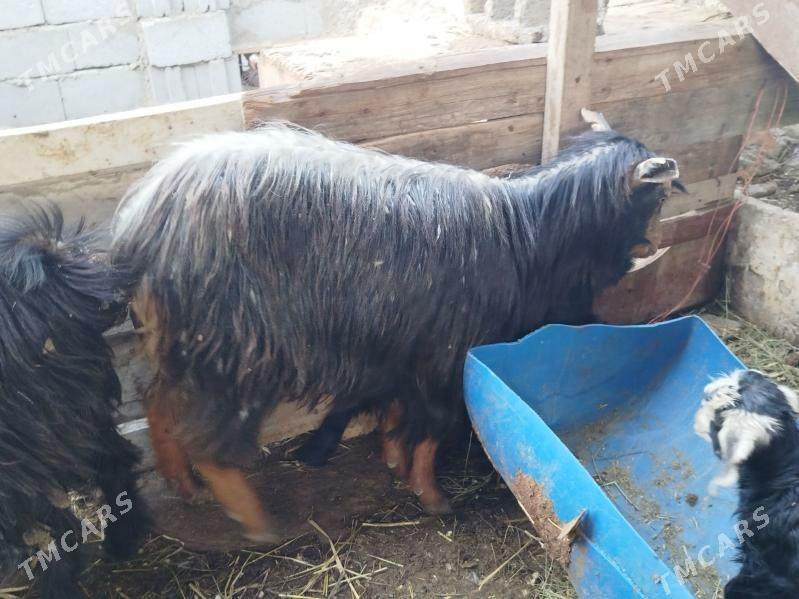 гузулы гоюн все овлаклы гечи - Балканабат - img 1