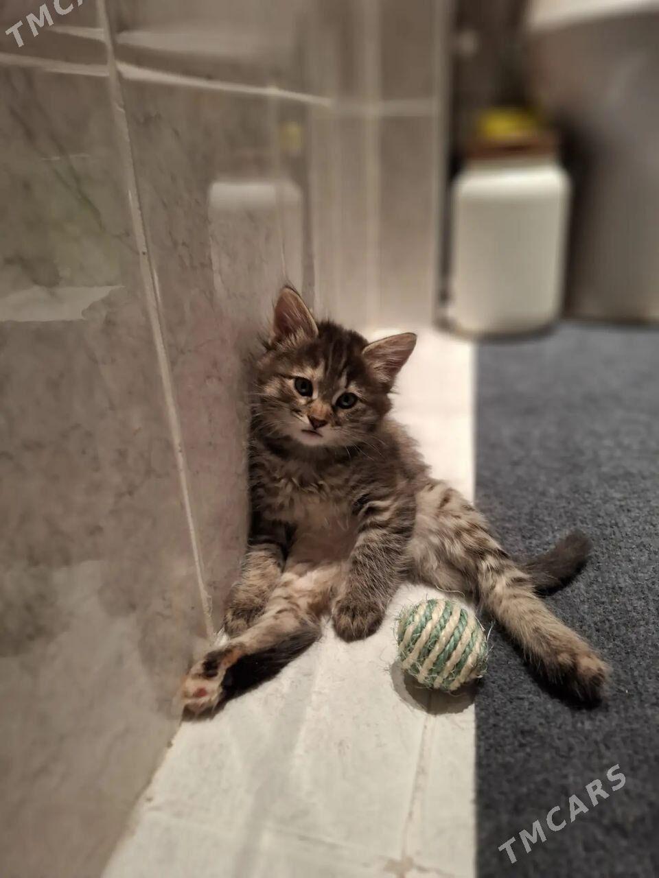 Домашний котенок - Aşgabat - img 1