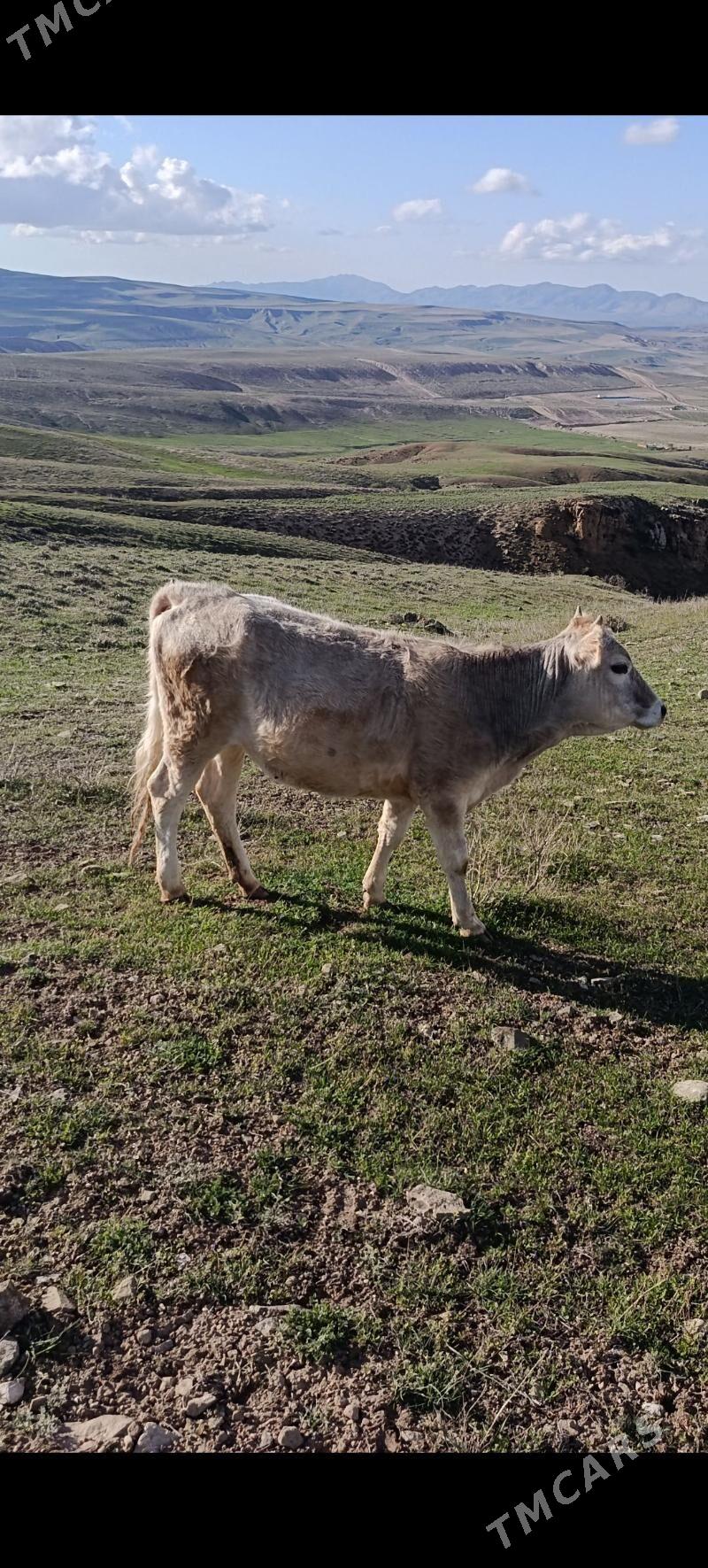 tüweler - Bäherden - img 1