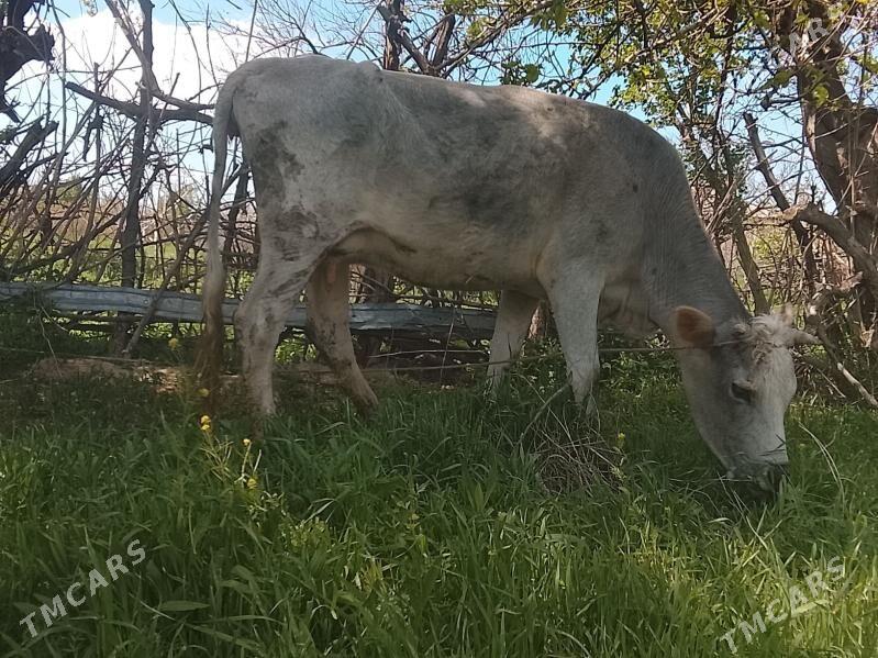 sygyr goleli - Gyzylarbat - img 1