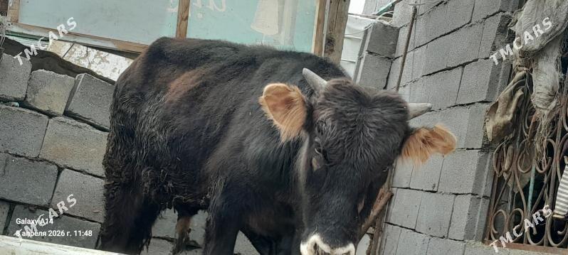 okuz - Bäherden - img 1