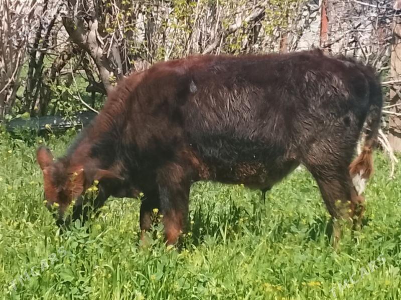 okuz - Гызыларбат - img 1