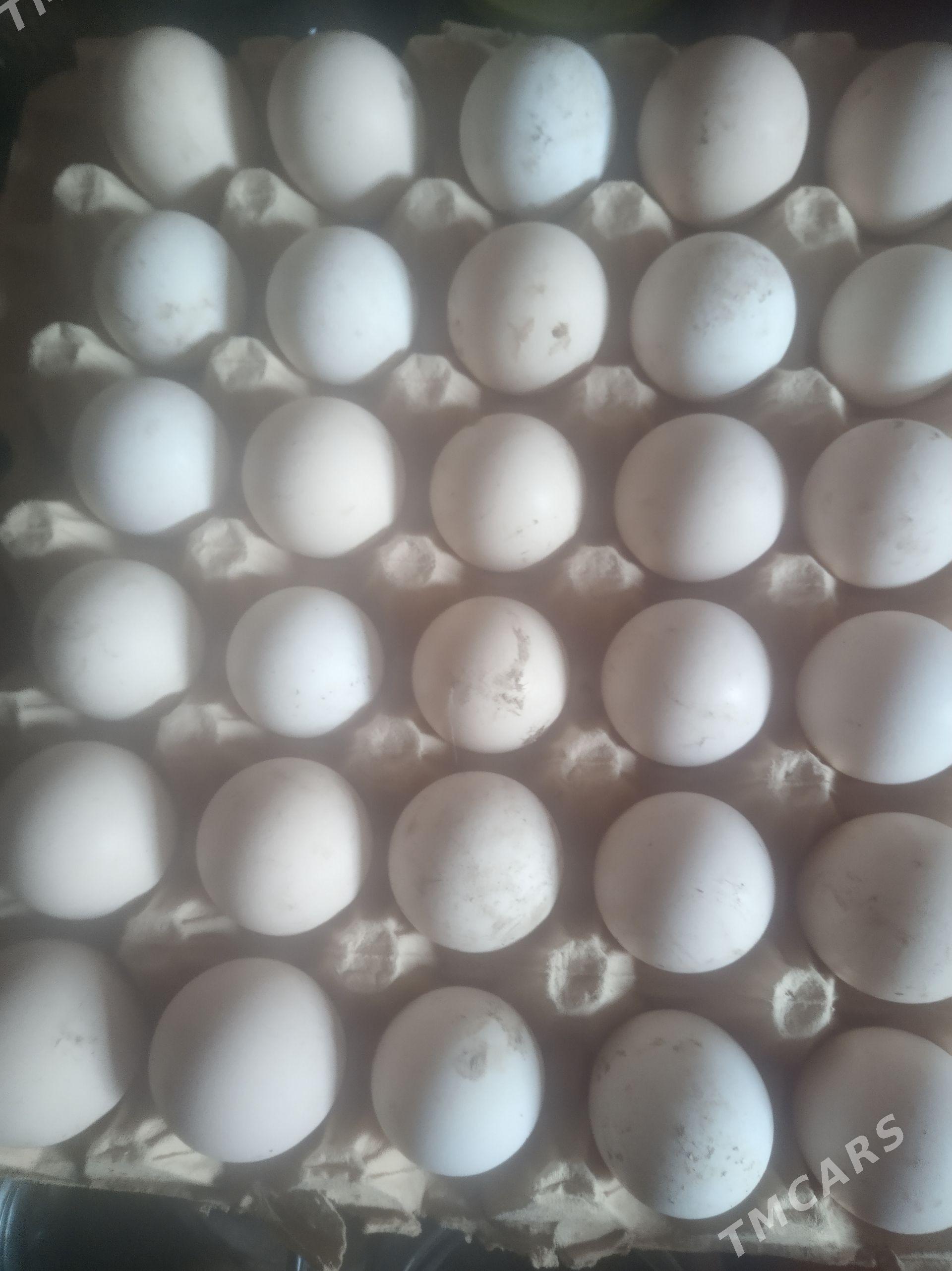 Yerli towuk yumurtgalary - Saýat - img 1