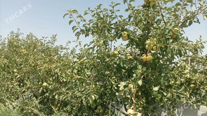 SATLYK YASLYK 250-GEKTAR MULK - Ашхабад - img 1