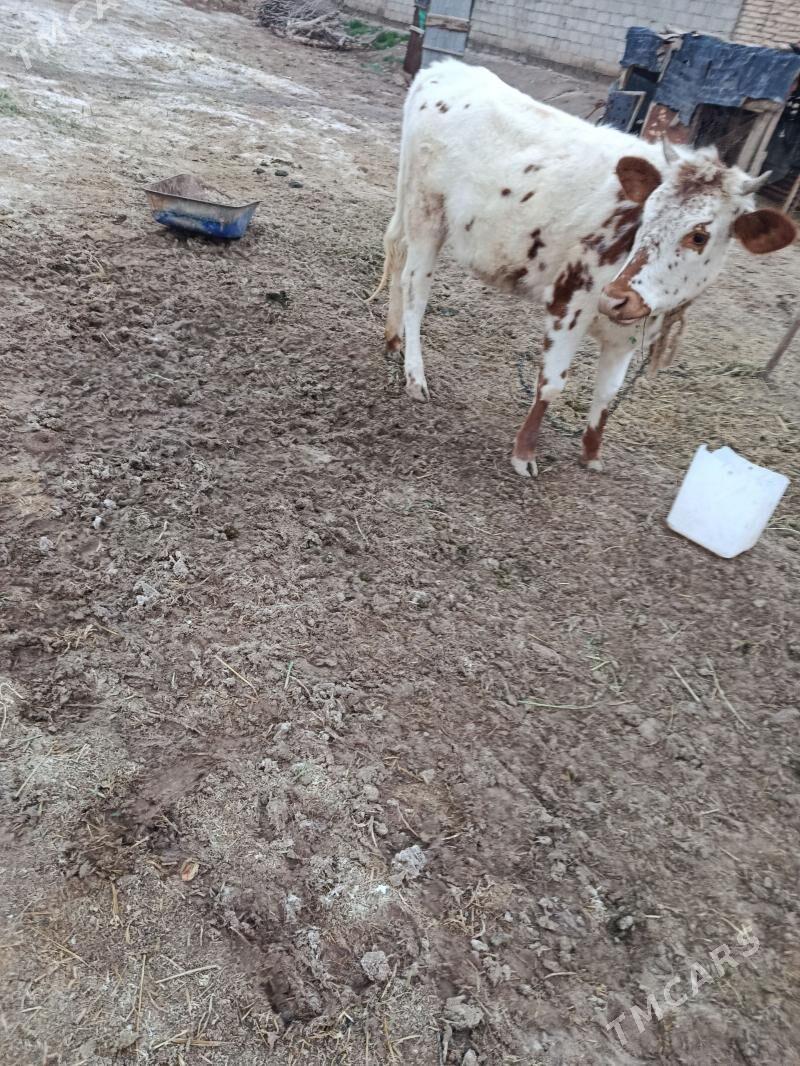 göle - Tejen - img 1