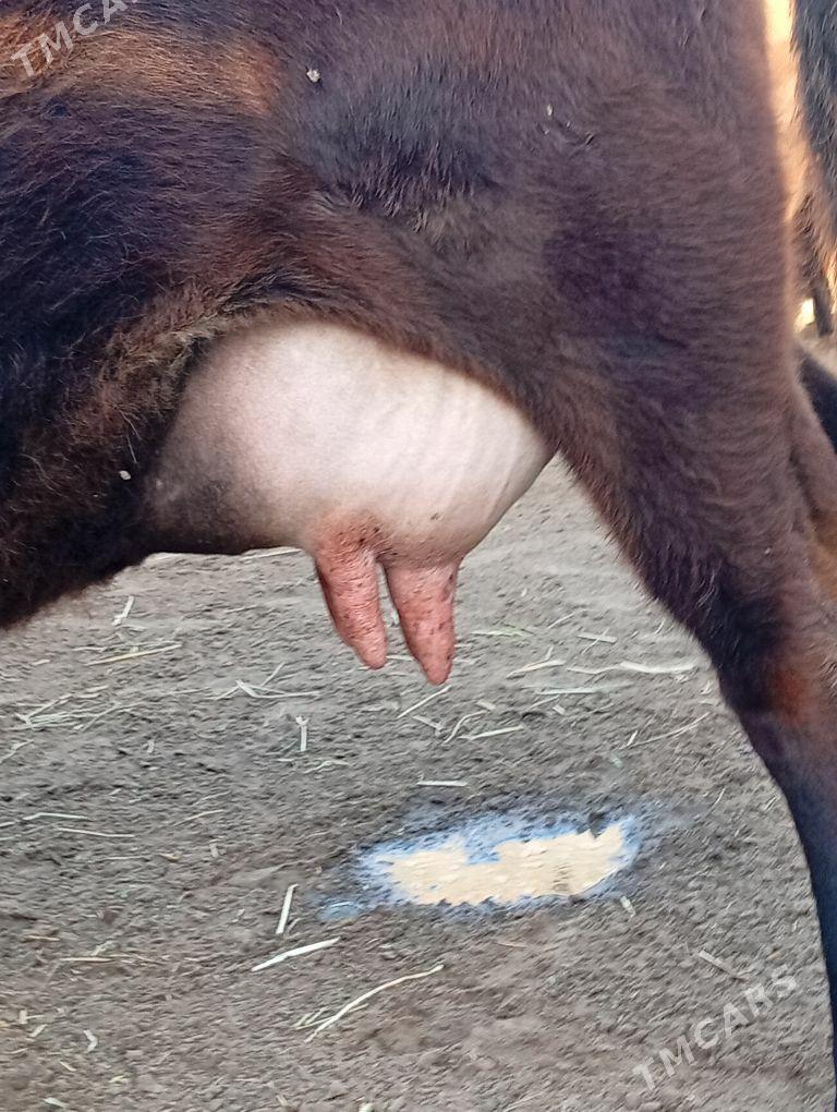 goleli sygyr - Гумдаг - img 1