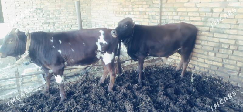 okuz - Dänew - img 1