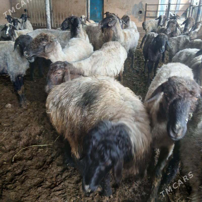 issek - Гёкдепе - img 1