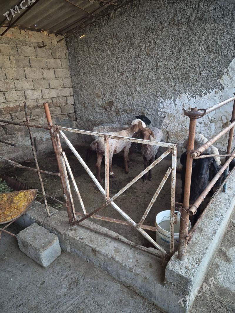 goyun - Ýaşlyk - img 1