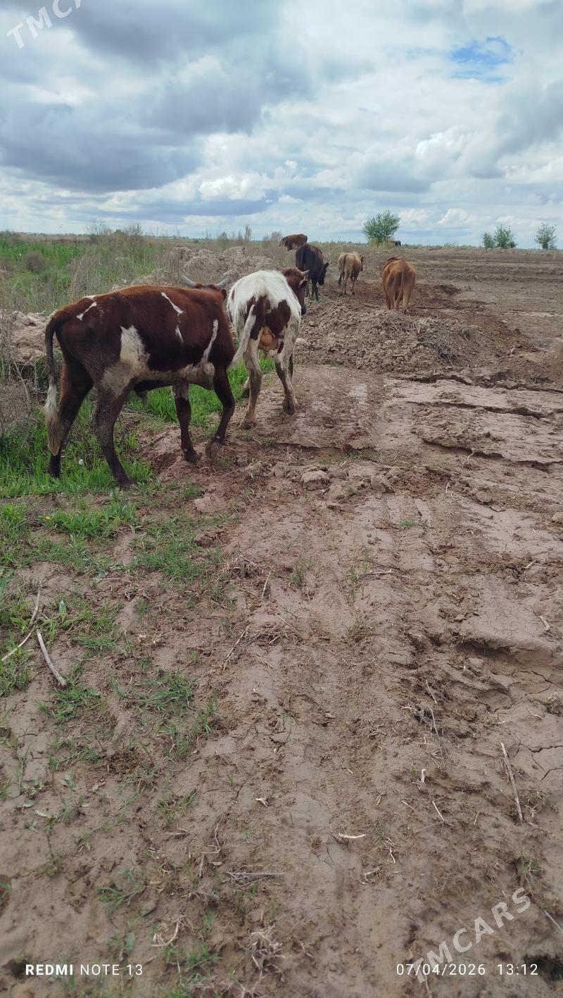 okuzokuz - Мары - img 1