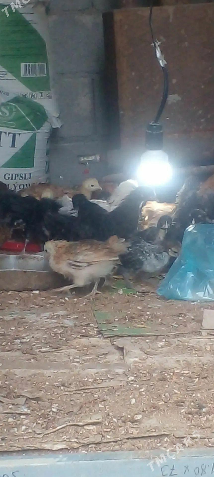 jüyjeler - Gurbansoltan Eje - img 1