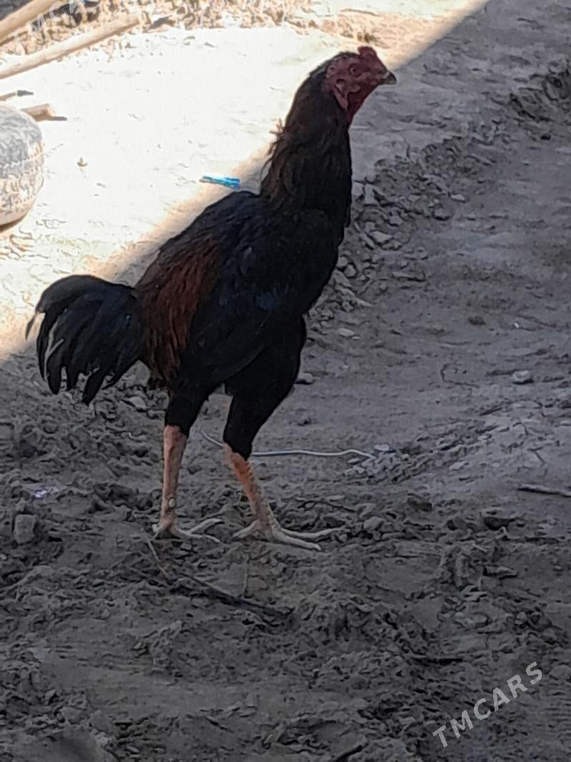 Horaz - Daşoguz - img 1