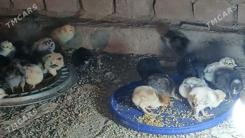 Таза чыкан товук жуйже - Çärjew - img 1