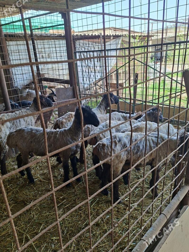 Turkmen mallar goyunlar - Анев - img 1