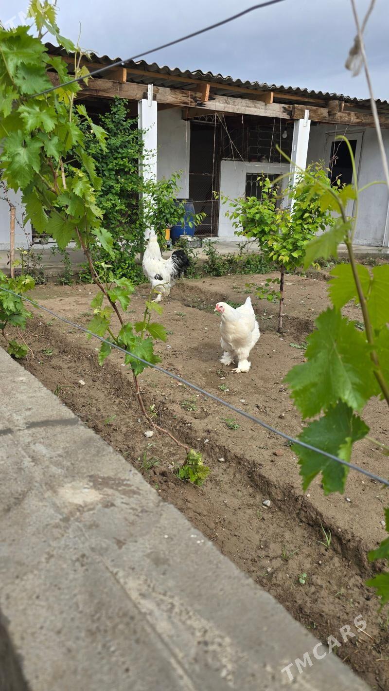 Byrama - Бузмеин - img 1