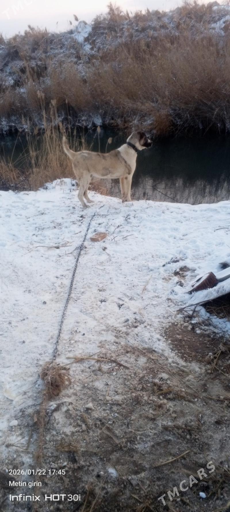 ит - Сакар - img 1