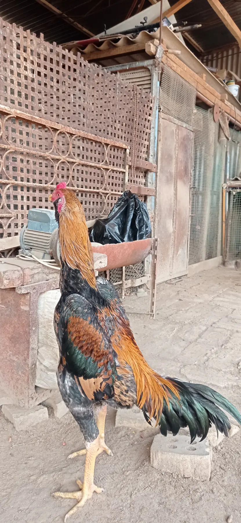 horazlar - Dänew - img 1