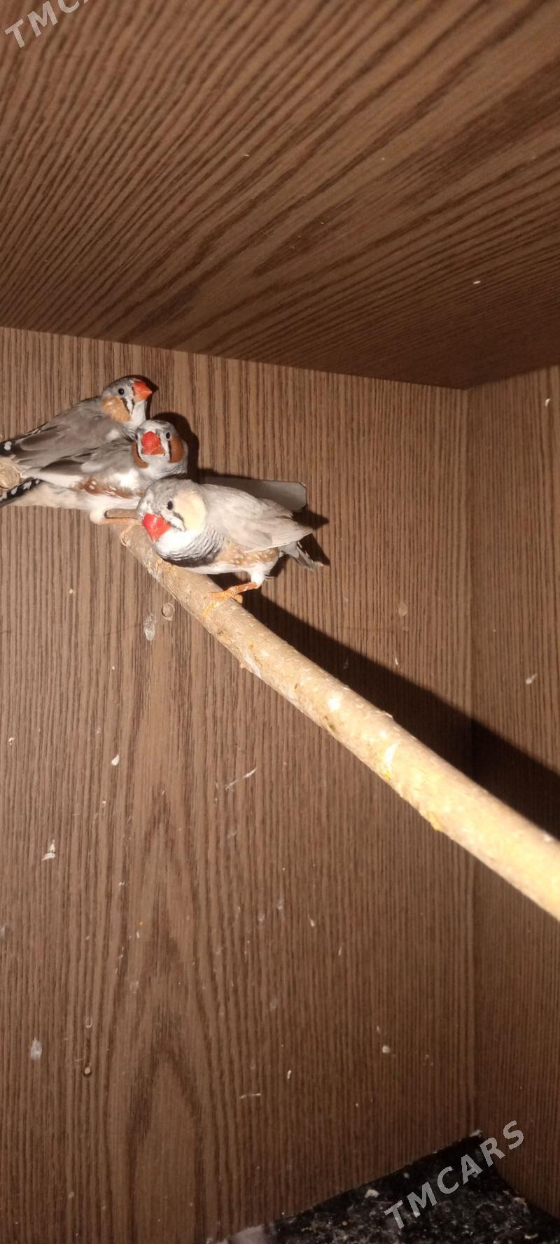 Amadin gus - Çoganly - img 1