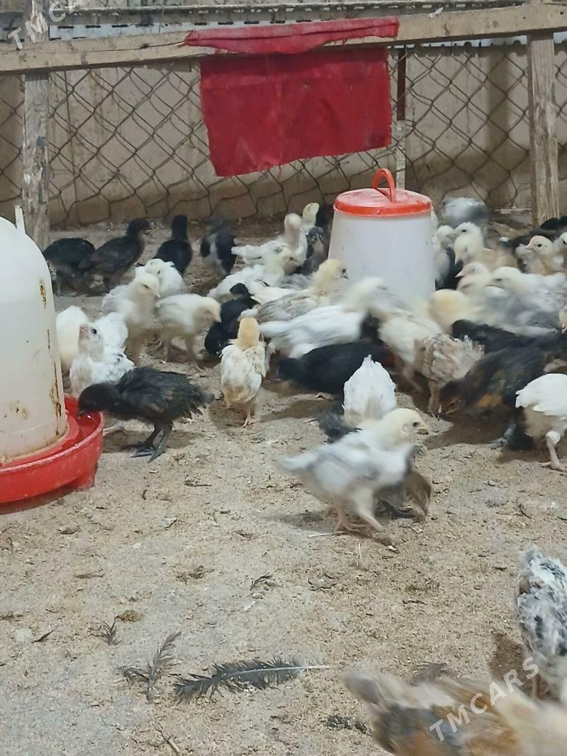 juyje - Änew - img 1