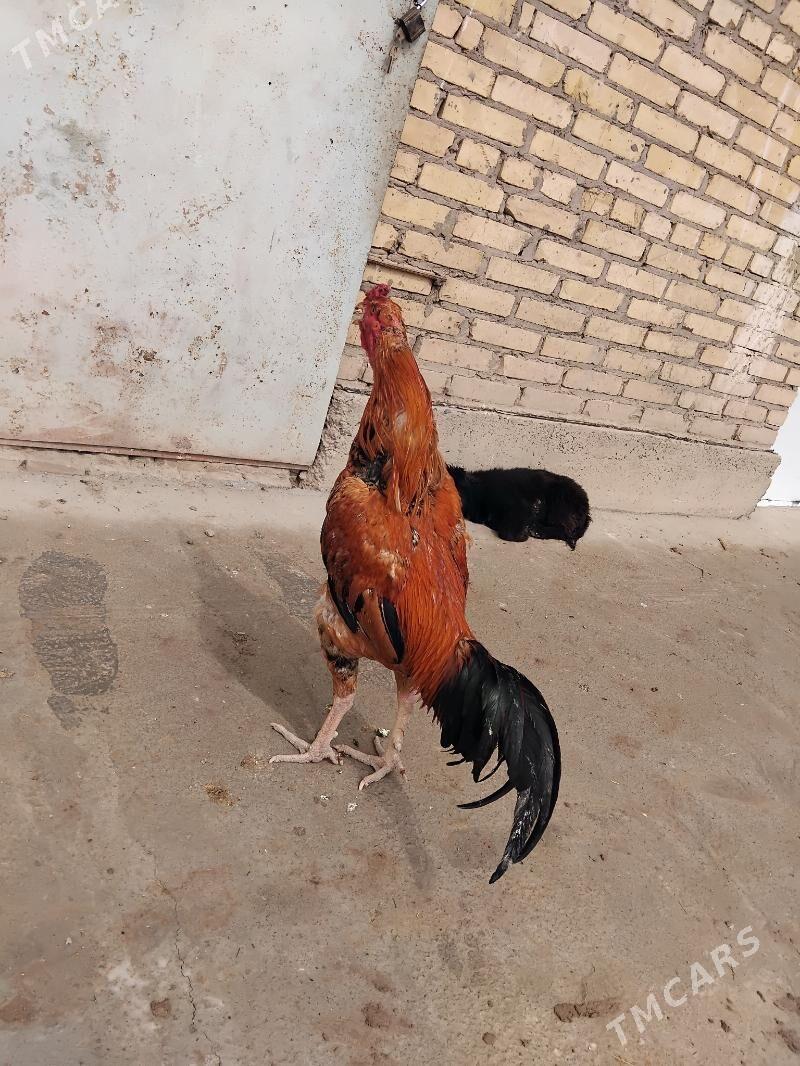 horaz - Çärjew - img 1