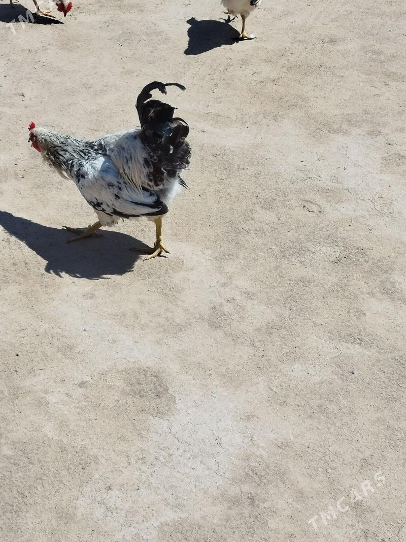 horaz - Mary - img 1