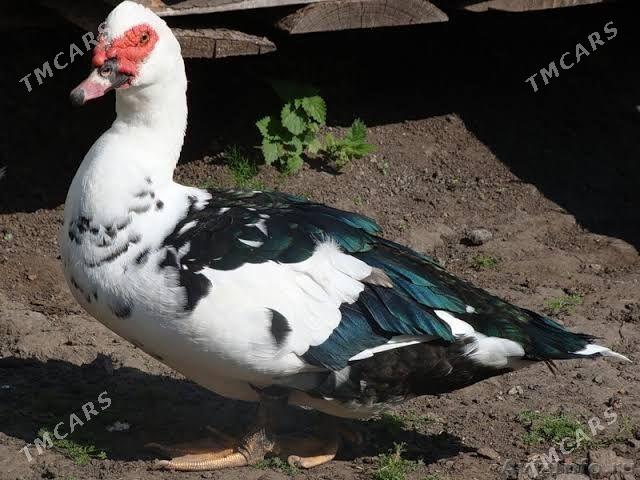 indautga - Murgap - img 1