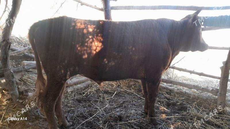 Oküz - Кёнеургенч - img 1