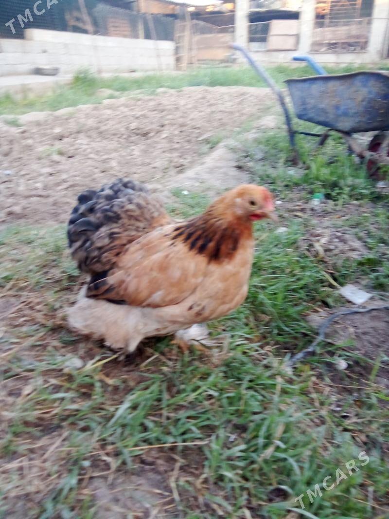 kohin - Çoganly - img 1