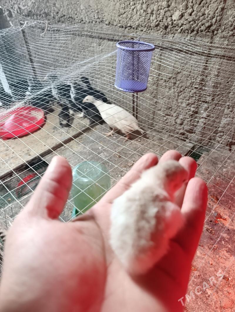 sisarka kakilik juje - Херрикгала - img 1