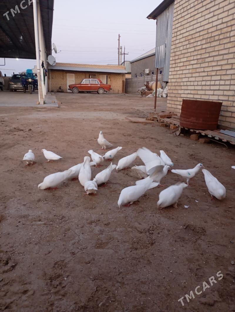 kepderi - Мары - img 1