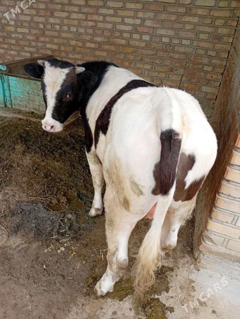 okiz - Bäherden - img 1