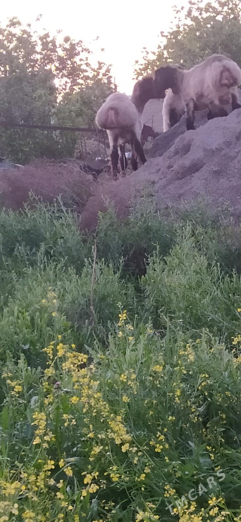 işek - Гёкдепе - img 1