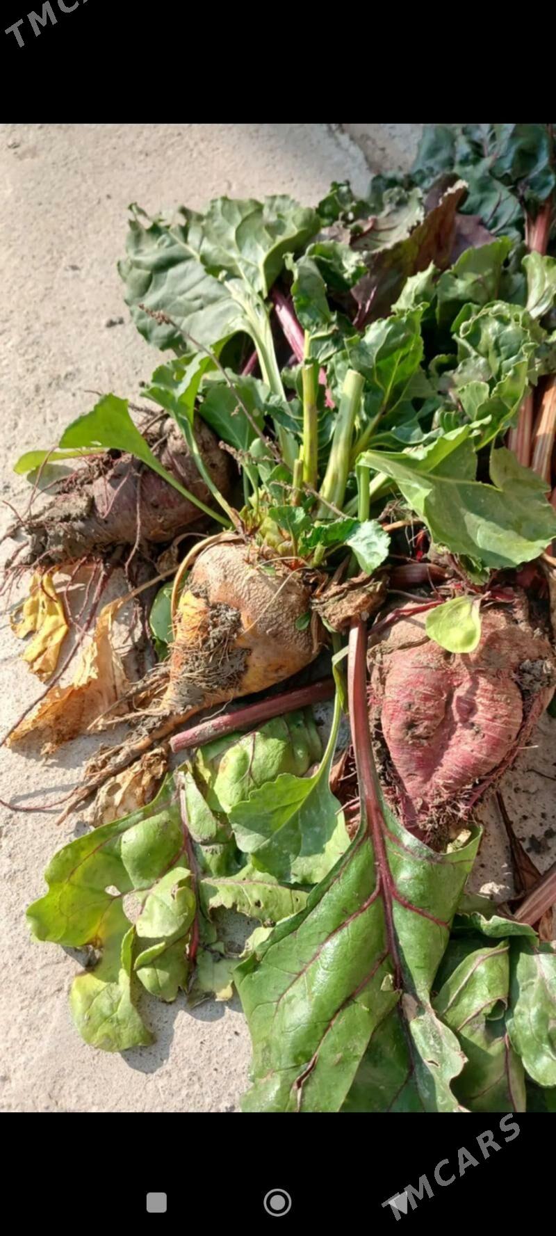 şugundur - Ак-Бугдайский этрап - img 1