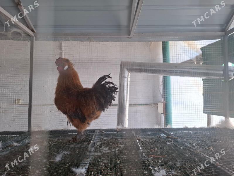 Towşan tüý horaz - Тязе заман - img 1