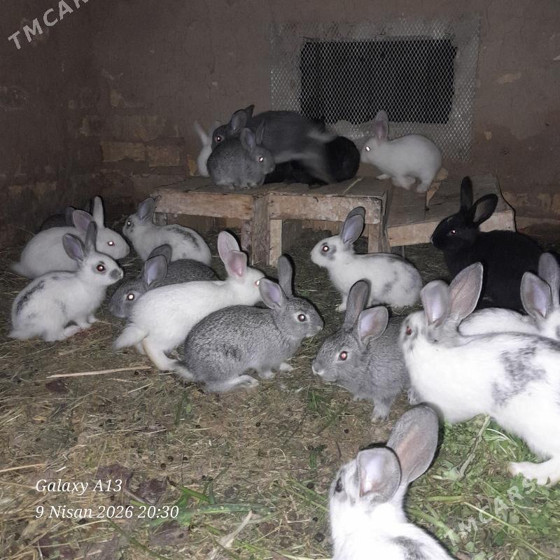 Towsan - Sakarçäge - img 1