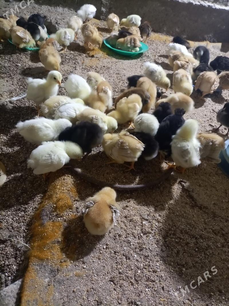 juyje - Губадаг - img 1