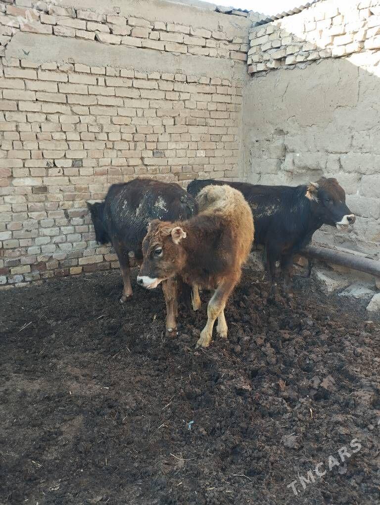 öküzler - Гызыларбат - img 1