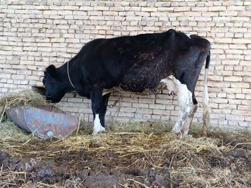 galstyen - Çärjew - img 1