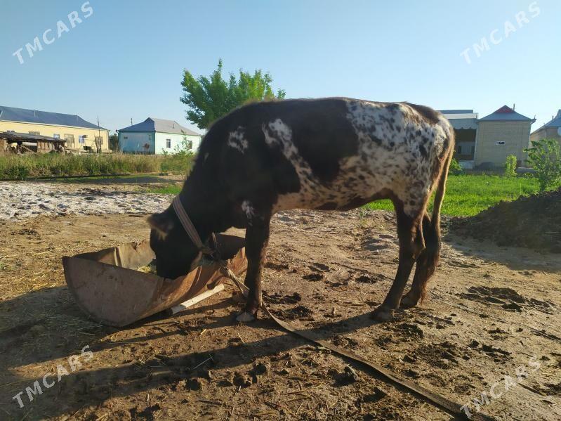 Yas gulajyn - Wekilbazar - img 1