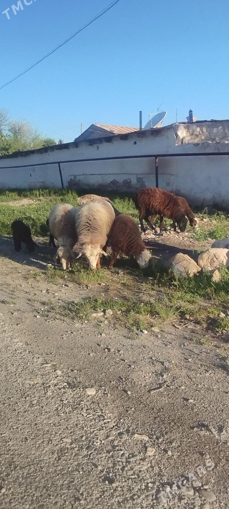 guzuly goyun - Gyzylarbat - img 1