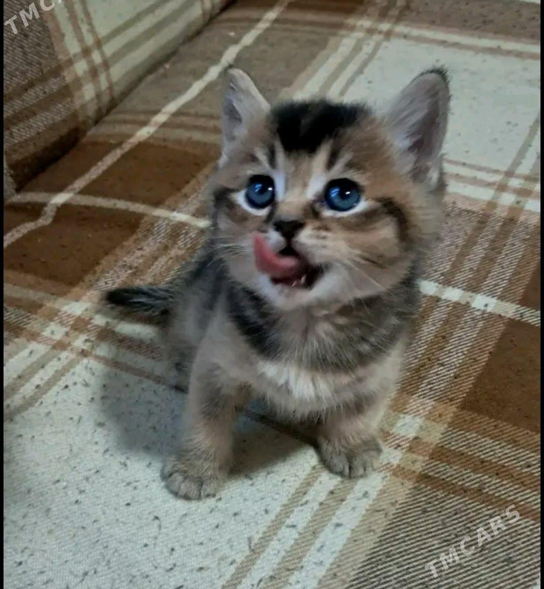 шотландский котята - Ашхабад - img 1