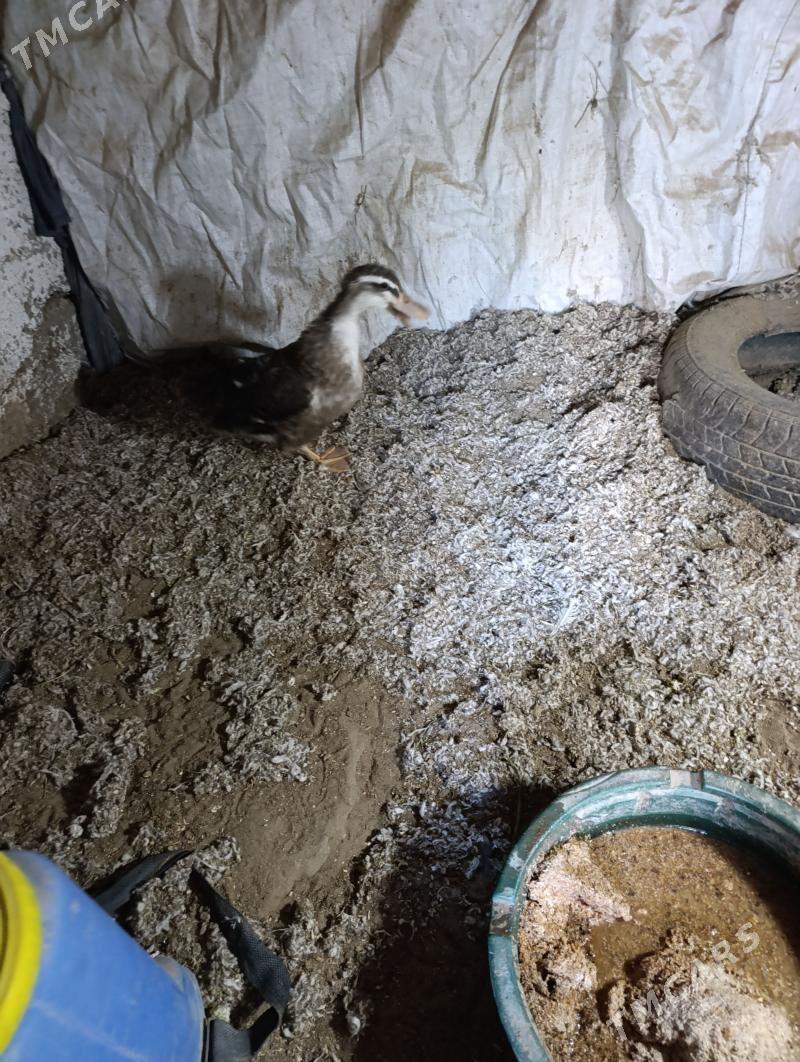 ordek - Balkanabat - img 1