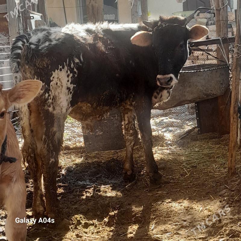 Ökiz - Aşgabat - img 1