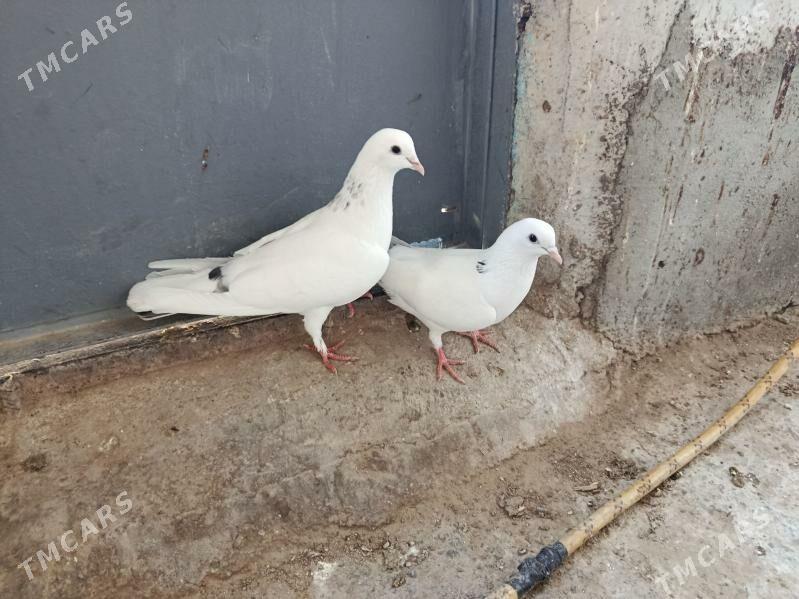 kepderi. - Гызыларбат - img 1