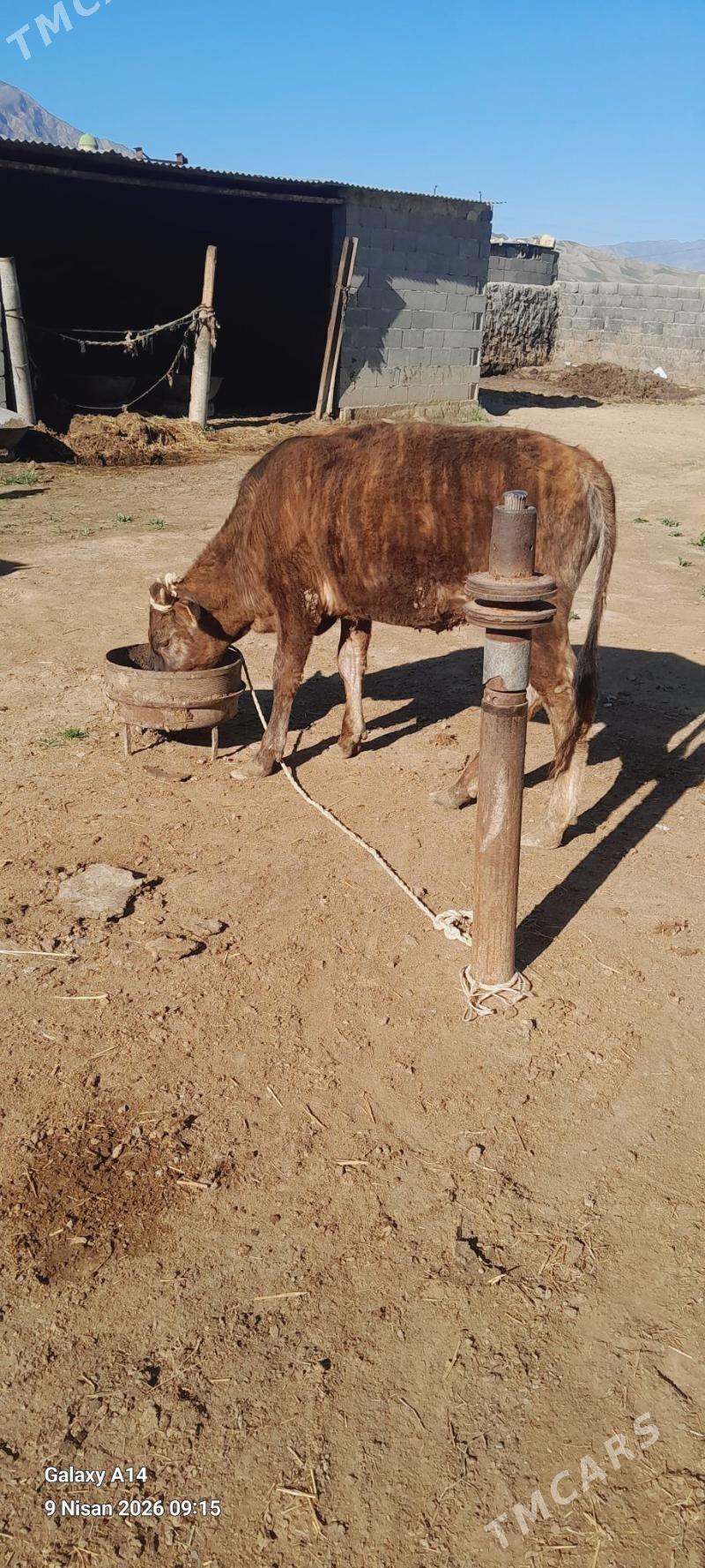 bakylan tuwe - Bäherden - img 1