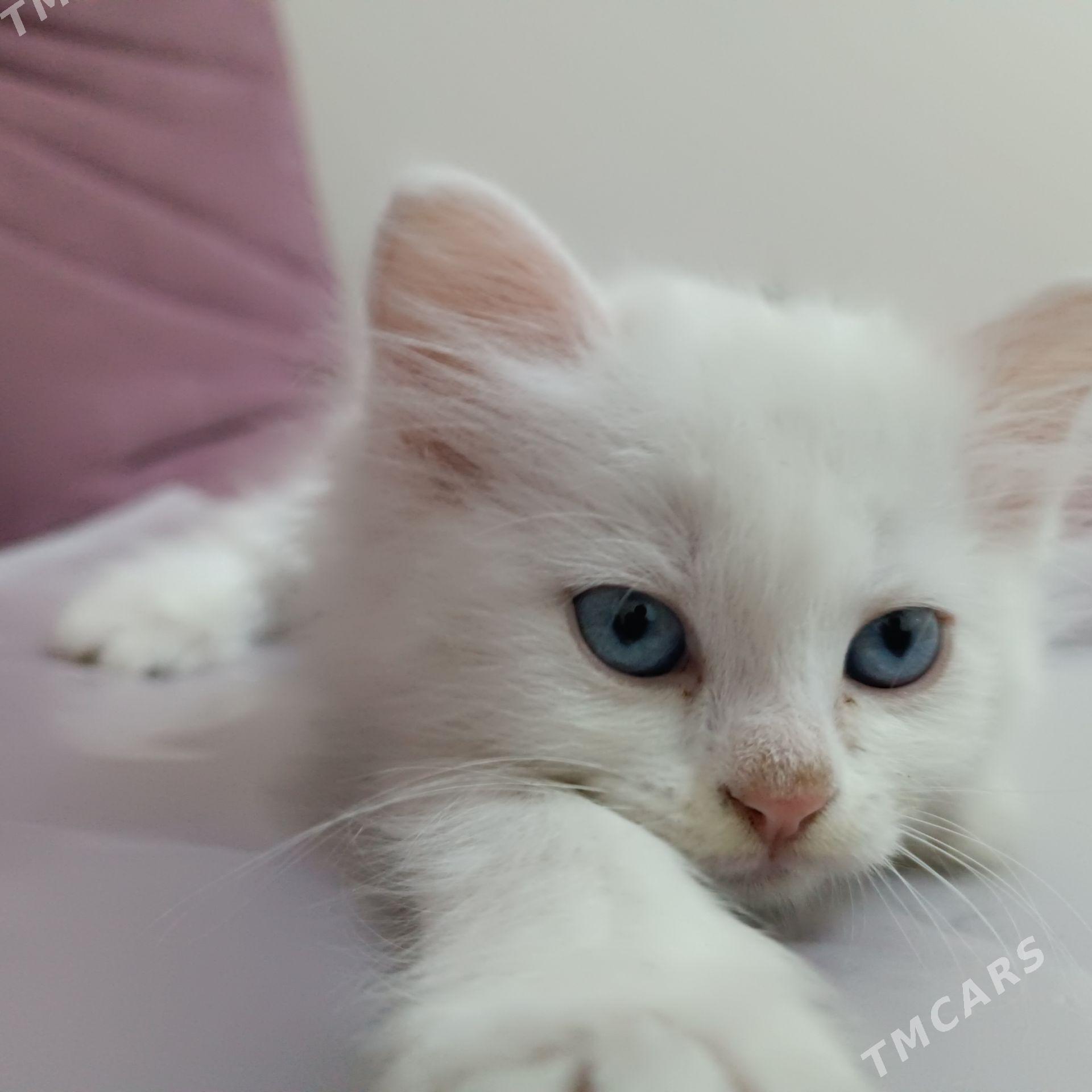 Белоснежная девочка-котёнок - Howdan "B" - img 1