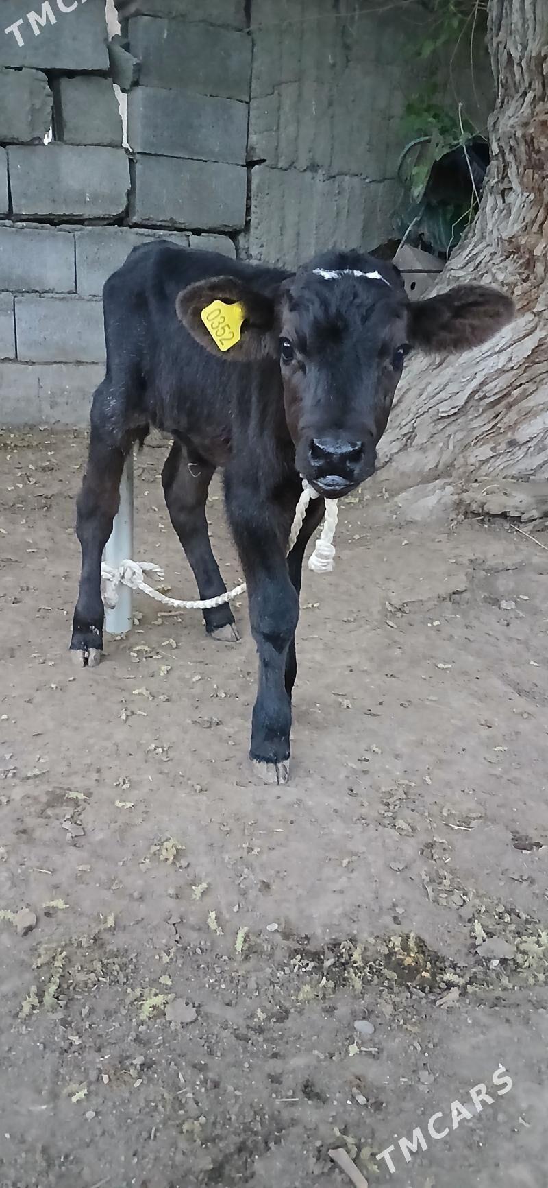 ÖKÜZÇE - Aşgabat - img 1